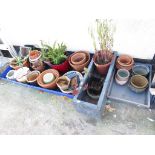 LARGE QUANTITY OF GARDEN AND HOUSEHOLD CERAMIC AND TERRACOTTA PLANT POTS, SOME WITH CONTENTS