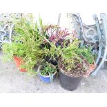 ASSORTED POTTED PLANTS