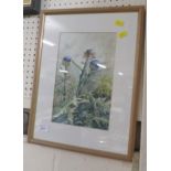 WATERCOLOUR OF THISTLE FLOWERS LABELLED TO THE BACK