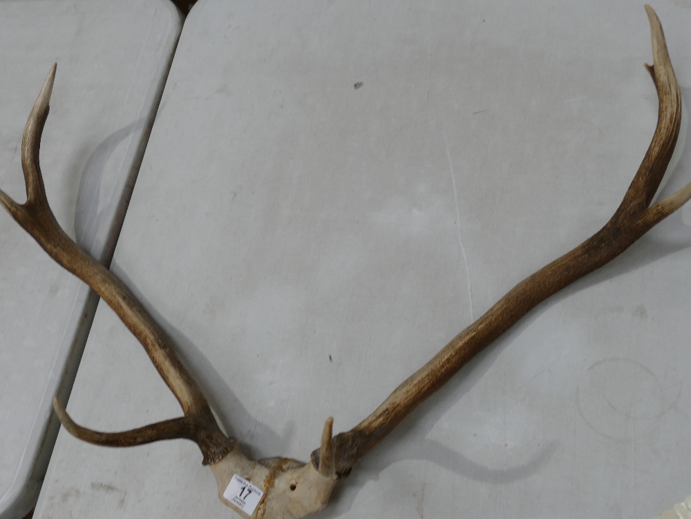 Unmounted Antler Horns: