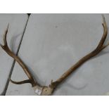 Unmounted Antler Horns: