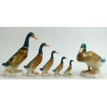 Beswick Ducks: Mallard Ducks 817 & 902, and a graduated set of mallard duck 756-1, -2, -3, & -4.