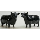 Beswick Aberdeen Angus family to include: Bull 1562 and Cow 1563.