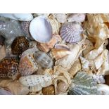 A large collection of Seashells: