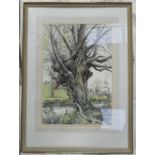 Leslie Gilbert 1912-2007 Watercolour: Local artist framed watercolour titled Portrait of a Willow,