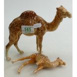 Beswick Camels: Beswick Camel Model 1044 together with a Camel Foal 1043 (Both A/F). (2)