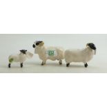 Beswick black faced Ram 3071: together with a Ewe 1765 and lamb 1828 (3)