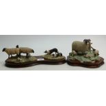 Border Fine Arts 'Blackie Ewe and Lambs':by Ray Ayres, limited edition, on wood base,