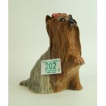 Royal Doulton Beswick model of a Yorkshire Terrier with paw raised: