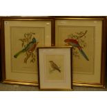A collection of J & E Gould Colour Prints of Birds: in gilt frames,