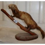 Stuffed Taxidermy Weasel: