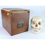 Early 20th century Mahogany box containing a human skull: