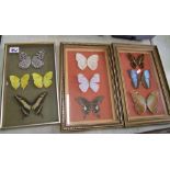 A collection of three framed sets of butterflies: