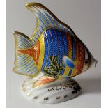 Royal Crown Derby paperweight PACIFIC ANGEL FISH: Gold stopper, certificate, first quality,