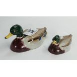 Beswick model of a mallard duck by peter Scott 1518-2: and a smaller version (missing end of beak)