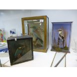 Taxidermy; a stuffed Kingfisher and 2 other birds, one case damaged