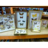 A selection of framed and glazed butterflies