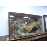 Taxidermy; a fox holding rabbit in glazed case, 92 cms