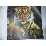 David Shepherd; two pencil signed limited edition prints of 'Cool Tiger', 861/1500, and 'Clouded