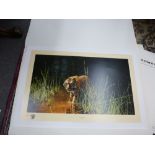 David Shepherd; a limited edition pencil signed print of Tiger 'Jungle Gentleman', 829/2000 in