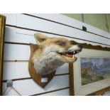 Taxidermy; a fox head on shield plaque