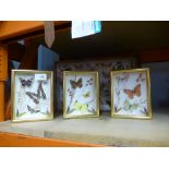 A selection of framed and glazed butterflies