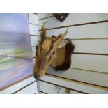 Taxidermy; a fox's head on shield plaque,