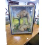 A pair of Red squirrels in a black and gilt case probably late Victorian