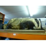 Taxidermy Badger on plinth