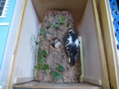 A cased adult and juvenile greater spotted woodpecker