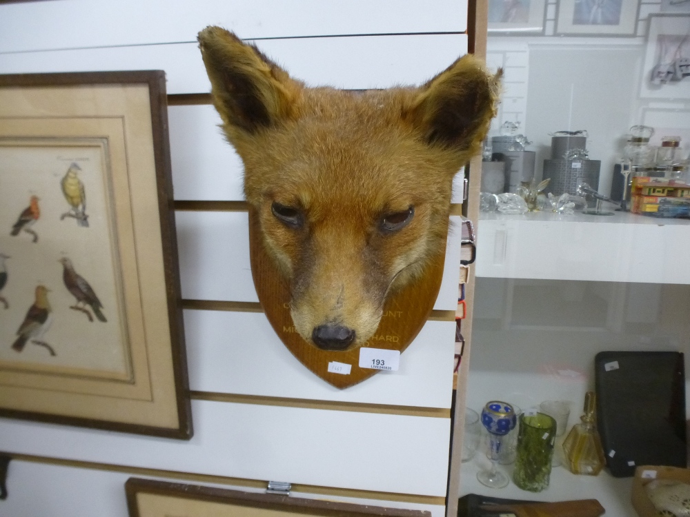 A mounted fox head from the 'Old Berkeley Hunt, Amersham 1958' - Image 2 of 2