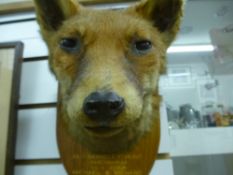 A mounted fox head from the 'Old Berkeley Hunt, Amersham 1958'