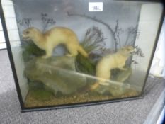 Taxidermy; two Stoats in glazed case, 45.5 cms