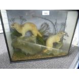 Taxidermy; two Stoats in glazed case, 45.5 cms