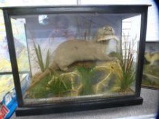 Taxidermy; an otter holding fish in glazed case, 71 cms