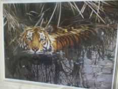 Two pencil signed limited edition prints of Tigers by Steven Townsend and Andrew Hutchinson, and one