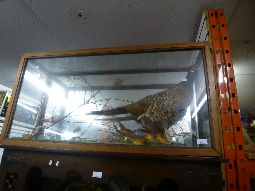 A large taxidermy of a pheasant, in a glass case and small wild birds, approx 90 cm wide, 50 cm high - Image 2 of 2