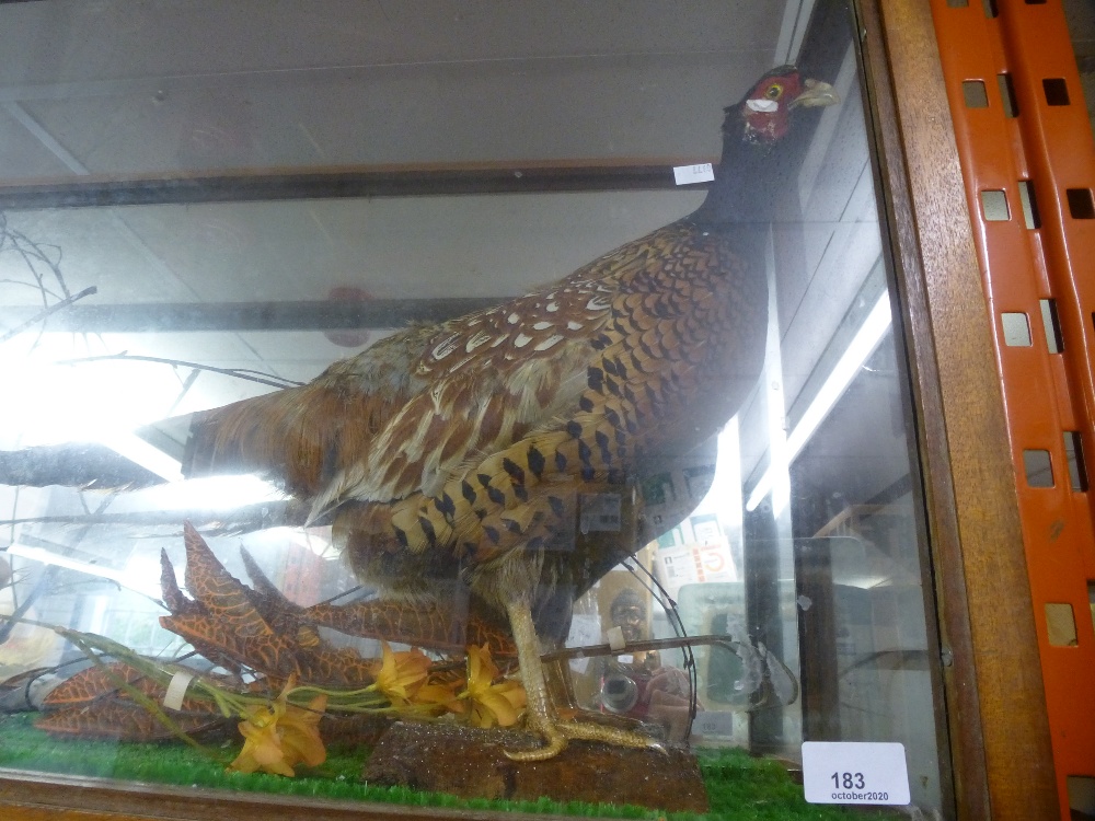 A large taxidermy of a pheasant, in a glass case and small wild birds, approx 90 cm wide, 50 cm high