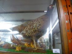 A large taxidermy of a pheasant, in a glass case and small wild birds, approx 90 cm wide, 50 cm high