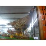 A large taxidermy of a pheasant, in a glass case and small wild birds, approx 90 cm wide, 50 cm high