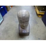 A Phrenology head