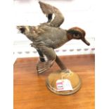 A taxidermied male european teal, the bird mounted on stick with circular moulded plinth. (12.5in)