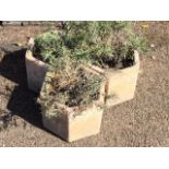 Three hexagonal terracotta plant pots with lavender. (3)