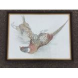 RF, pencil & watercolour, a brace of pheasants, signed with monogram and dated ‘79, framed. (28.