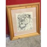 Pencil & charcoal, study of a lion, mounted and in contemporary pine frame. (11in x 12in)