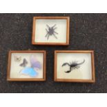 A cased scorpion, the dovetailed box mounted for hanging; and another two similar framed specimens -