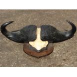 A nineteenth century water buffalo skull having large horns, mounted on an oak shield. (41in)