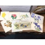 Seymour Gordon Cummings, two signed floral watercolours dated 1839; and six other nineteenth century