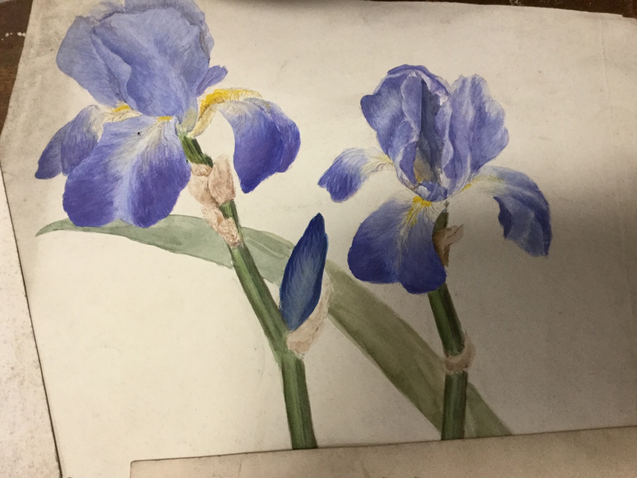 Seymour Gordon Cummings, two signed floral watercolours dated 1839; and six other nineteenth century - Image 3 of 3