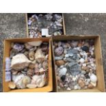 A quantity of exotic shells, polished stones, fossils, geological specimens, some labelled, one